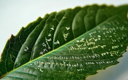 一片树叶诗歌，一片树叶诗歌自创