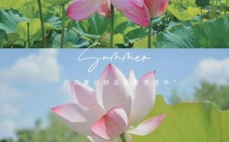 莲夏荷诗，何韵何情？