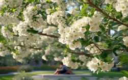 现代诗笔下的桂花，藏着多少古典与当下的回响？