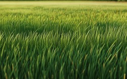 小草的歌，藏着怎样的生命力量？