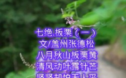 栗子诗歌，栗子的诗歌