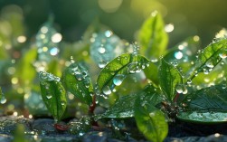 诗歌露珠，晨光里的晶莹，藏着怎样的诗意？