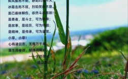 小草诗集藏着怎样的诗意？