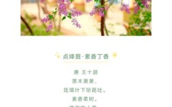 紫丁花香里藏着怎样的诗行？