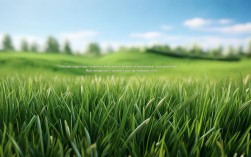 小草名言，为何今人仍从中汲取生命力量？