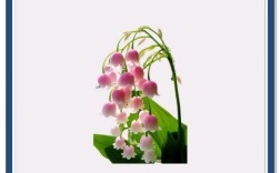 铃兰诗中藏何情？