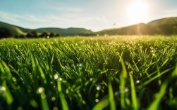 小草的歌诗歌，小草的歌诗歌朗诵