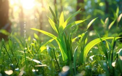 春笋诗歌新篇今何在？