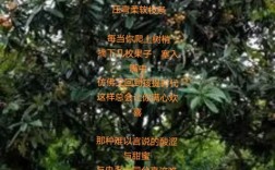 枇杷诗里藏何情？