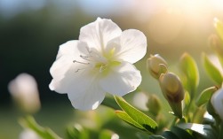 茉莉诗韵今何在？最新力作何时赏？