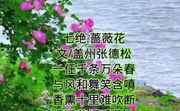 关于蔷薇花的诗歌，关于蔷薇花的诗歌短文