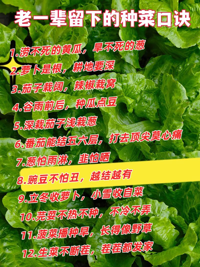 种菜名言藏着什么生活智慧？-图1