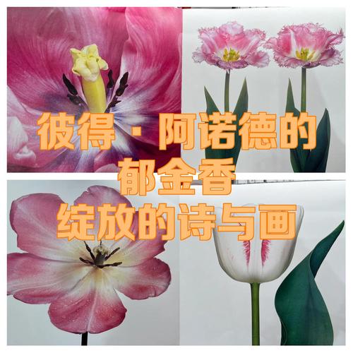郁金香 外国诗歌-图1