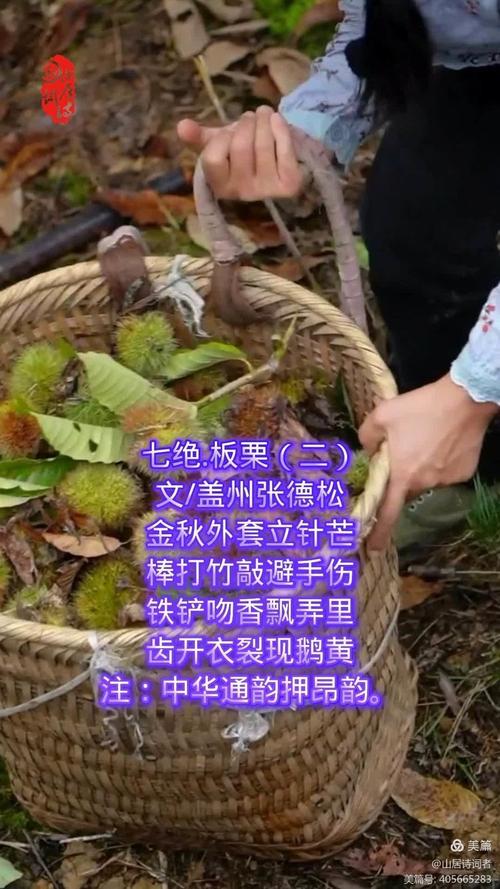 板栗诗歌-图2