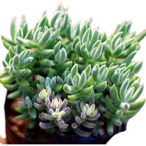 诗歌如何多肉?-图1 诗歌如何多肉?-图1