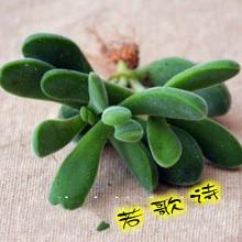 诗歌如何多肉?-图2 诗歌如何多肉?-图2