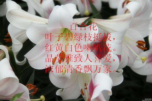 诗歌改编,百合花诗歌改编-图1 诗歌改编,百合花诗歌改编-图1