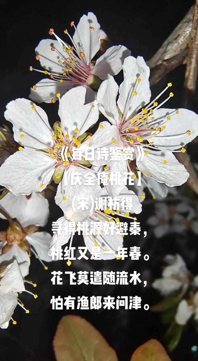 桃花诗歌如何鉴赏？-图3