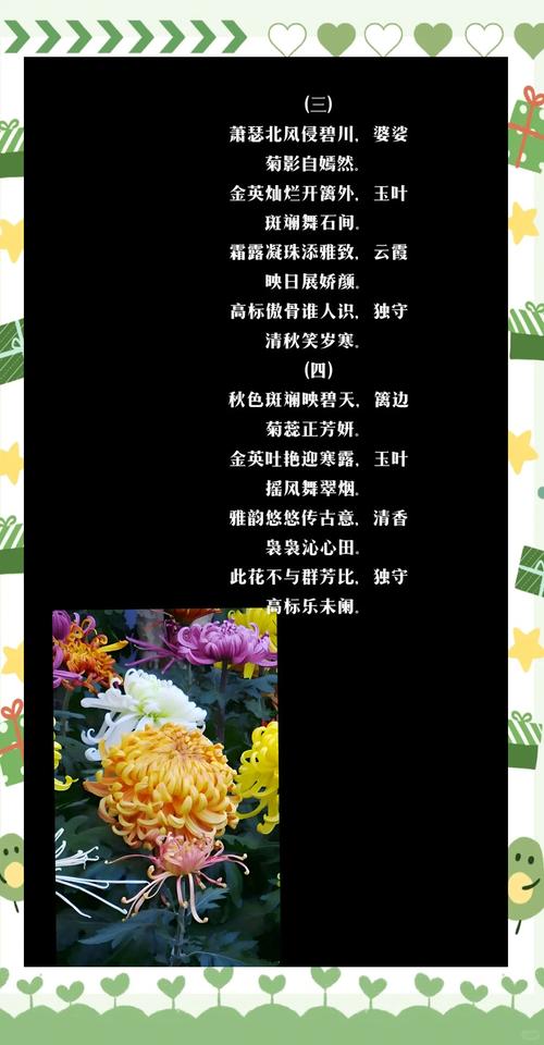 咏菊诗歌-图3 咏菊诗歌-图3