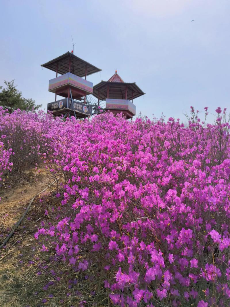 金达莱花诗歌,金达莱花诗歌翻译-图2 金达莱花诗歌,金达莱花诗歌翻译-图2