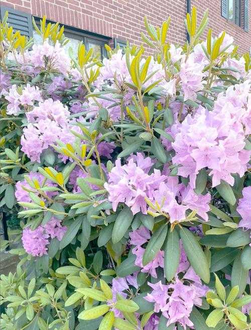 金达莱花诗歌,金达莱花诗歌翻译-图3 金达莱花诗歌,金达莱花诗歌翻译-图3