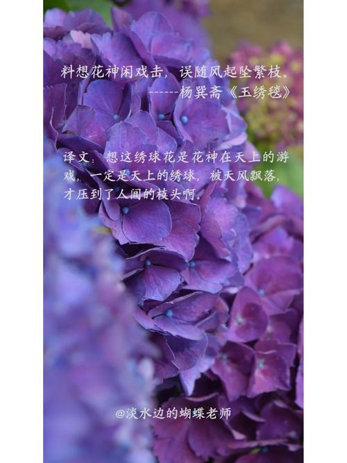 绣球花诗歌,绣球花 诗歌-图2 绣球花诗歌,绣球花 诗歌-图2