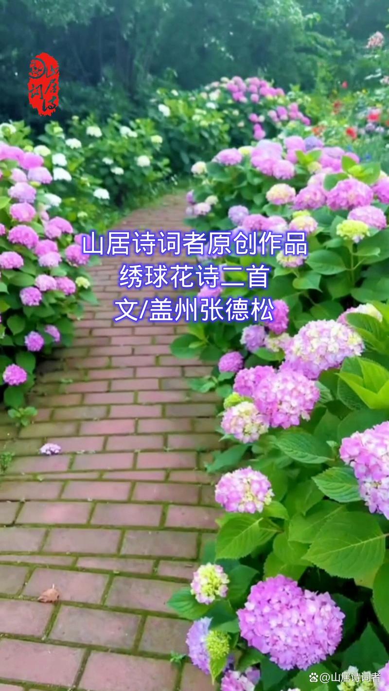 绣球花诗歌,绣球花 诗歌-图3 绣球花诗歌,绣球花 诗歌-图3