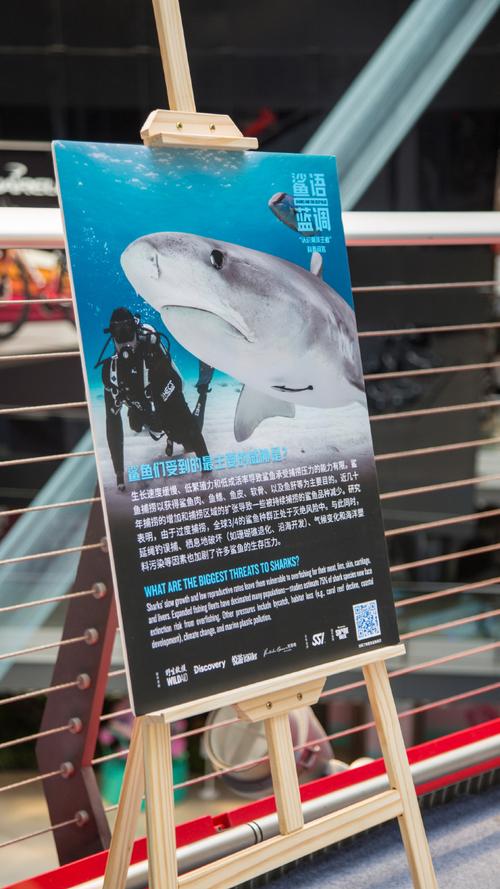 鲨鱼名言,鲨鱼名言名句-图3 鲨鱼名言,鲨鱼名言名句-图3