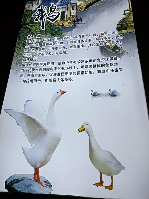 关于鹅的名言,关于鹅的名言名句-图2 关于鹅的名言,关于鹅的名言名句-图2