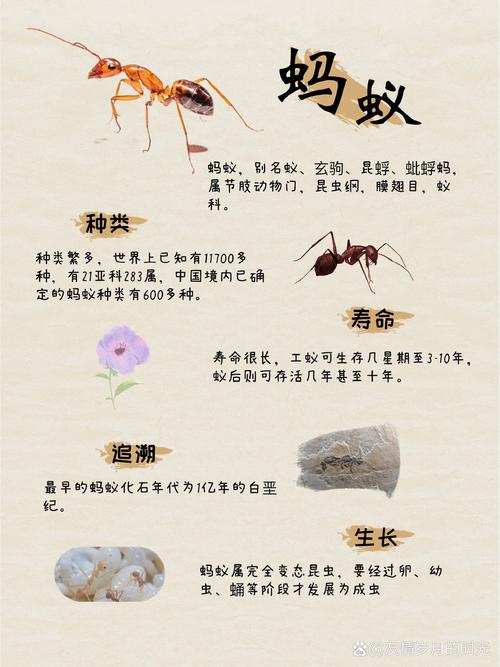 蚂蚁诗歌,蚂蚁诗歌现代诗-图2 蚂蚁诗歌,蚂蚁诗歌现代诗-图2