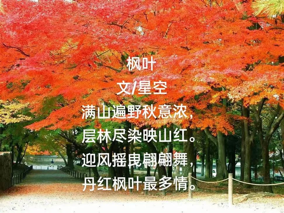 赞美枫叶的诗歌,赞美枫叶的诗歌大全-图1 赞美枫叶的诗歌,赞美枫叶的诗歌大全-图1