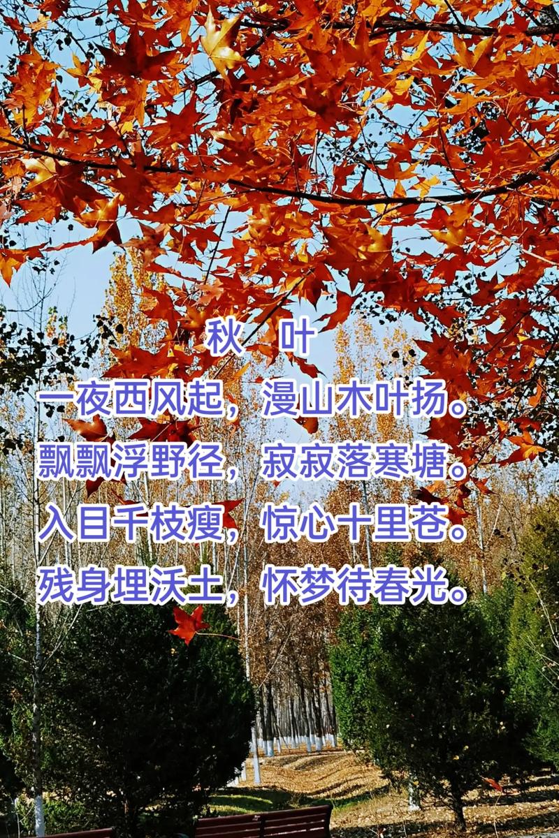 赞美枫叶的诗歌,赞美枫叶的诗歌大全-图3 赞美枫叶的诗歌,赞美枫叶的诗歌大全-图3