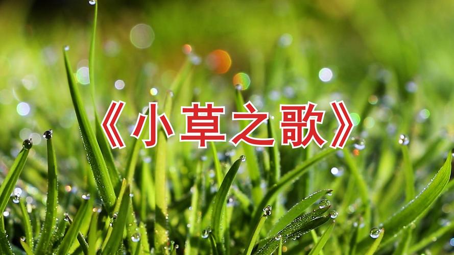 小草之歌，藏着怎样的生命力量？-图2