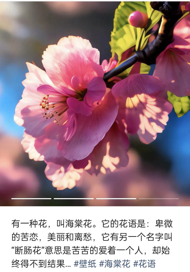 人间花名言，人间花语-图2