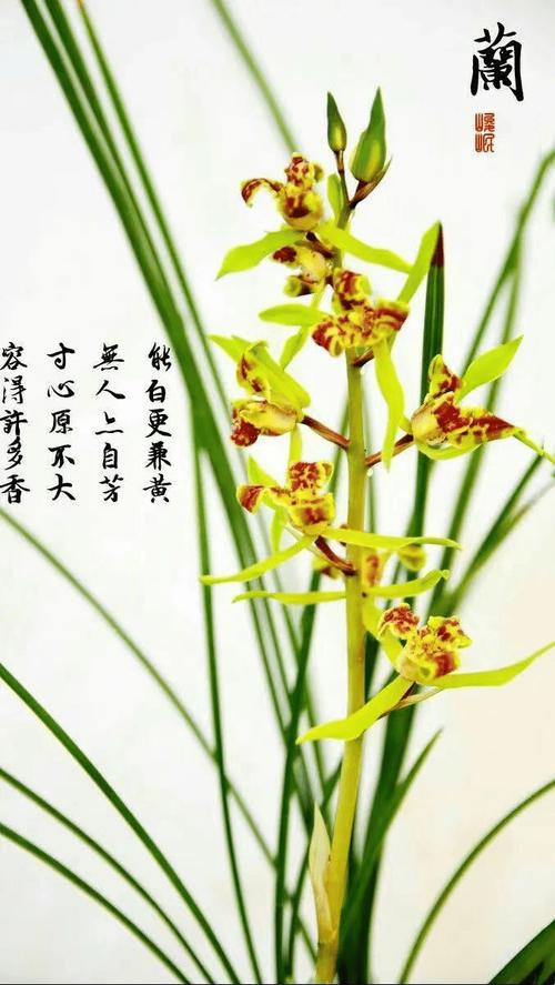 兰花名言,兰花名言诗句-图3 兰花名言,兰花名言诗句-图3
