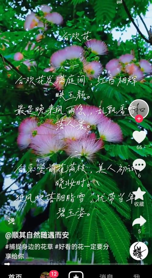 合欢花诗歌，合欢花诗歌大全-图1