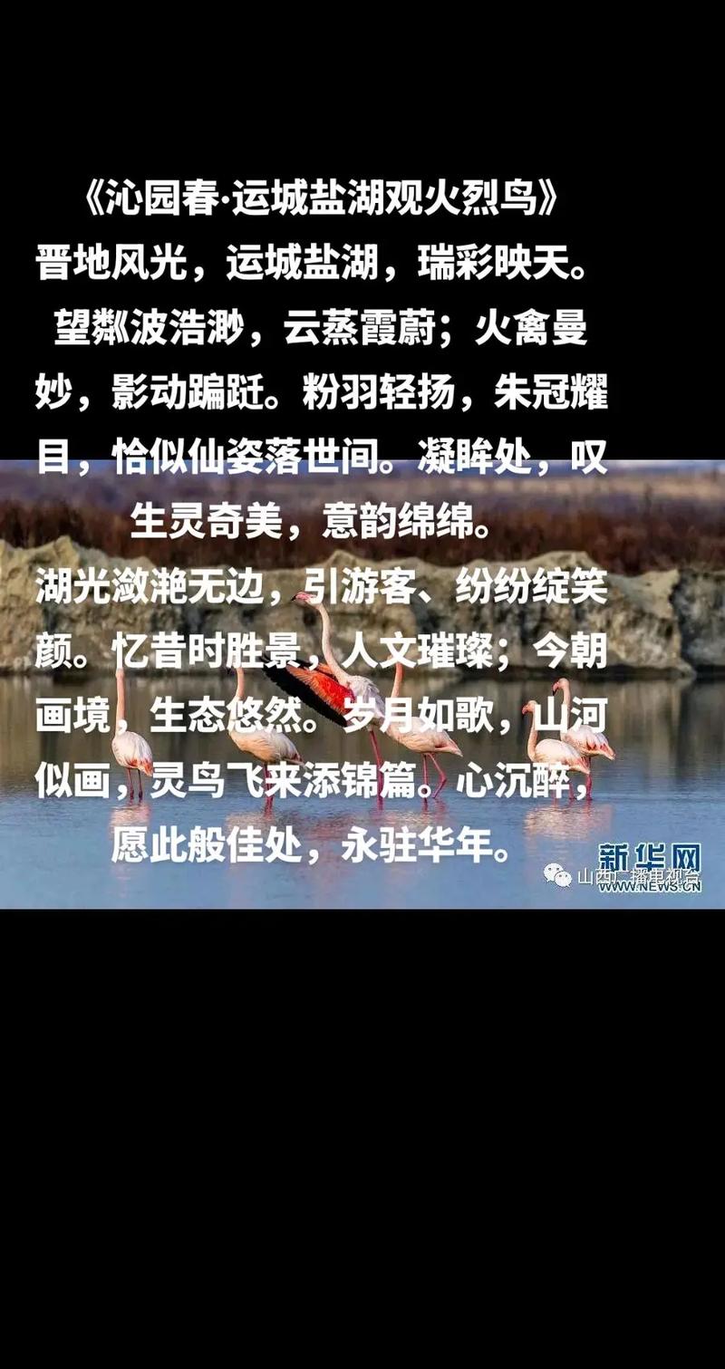 火烈鸟诗歌，火烈鸟的诗歌-图1