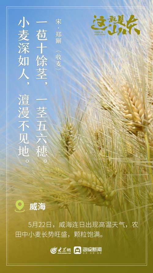 麦收诗歌，麦收诗歌有哪些-图3