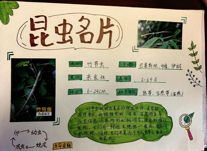 昆虫名言,昆虫名言10个-图2 昆虫名言,昆虫名言10个-图2