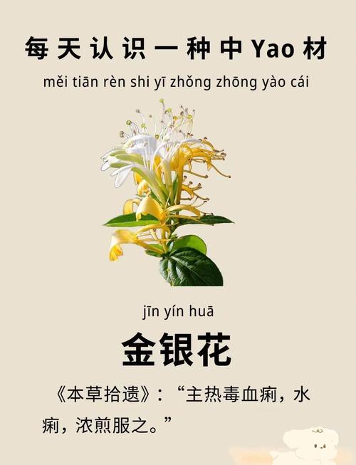 金银花诗中藏何情？-图2