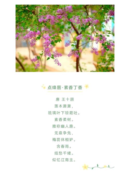 紫丁花香里藏着怎样的诗行？-图1