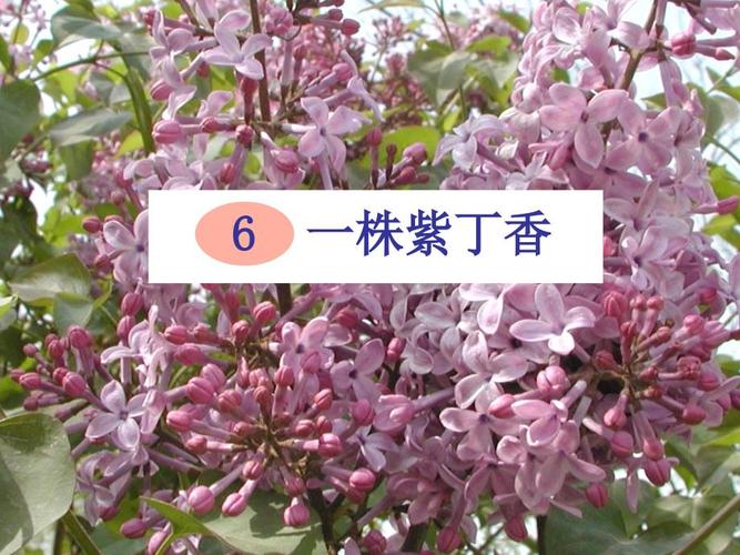 紫丁花香里藏着怎样的诗行？-图3