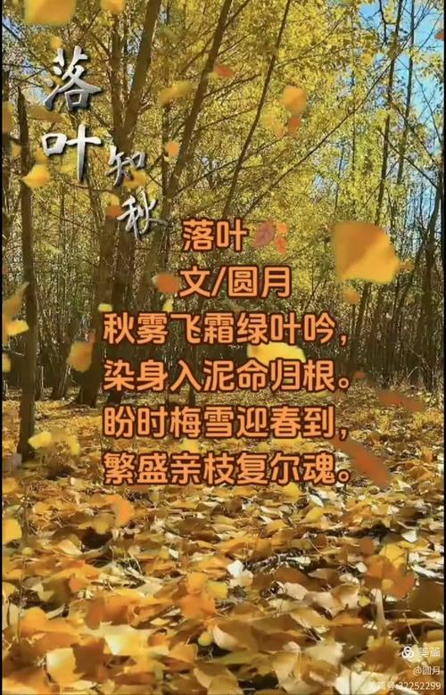 落叶的幼儿诗藏着什么秘密？-图1