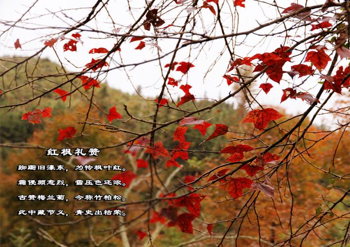 红枫诗歌-图2 红枫诗歌-图2