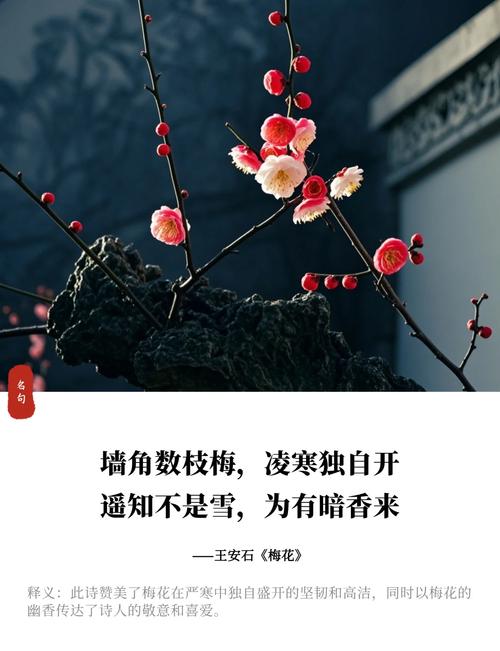 赞美梅花的诗歌，赞美梅花的诗歌自创-图1