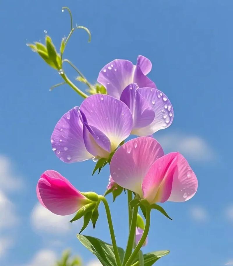 豌豆花诗歌，豌豆花诗歌副刊-图3