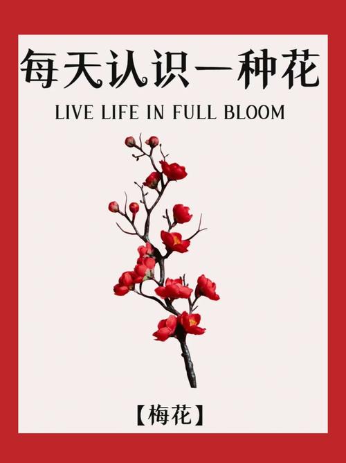 花自尊名言，花语是自尊的花-图1