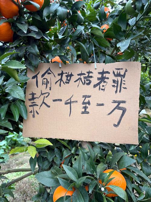 橘子名言，橘子名言名句-图3