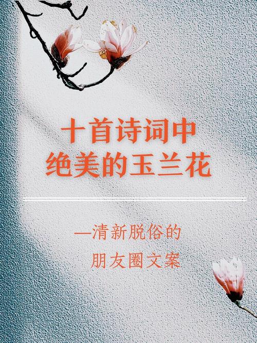 关于玉兰花的诗歌，关于玉兰花的诗歌现代诗-图3