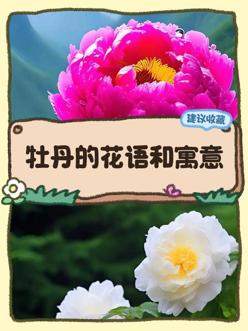 牡丹花的名言，牡丹花的名言名句-图1